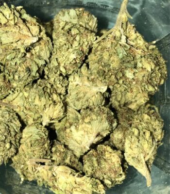 blackberry kush weed strain